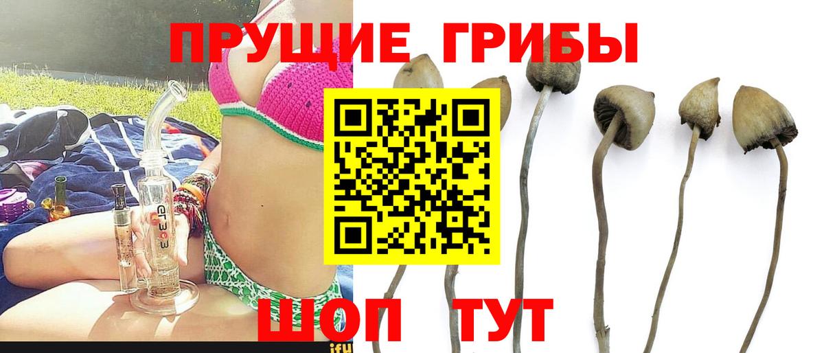 Шумерля  Галлюциногенные грибы Cubensis  Вход с VPN  Галлюциногенные грибы ЛСД 