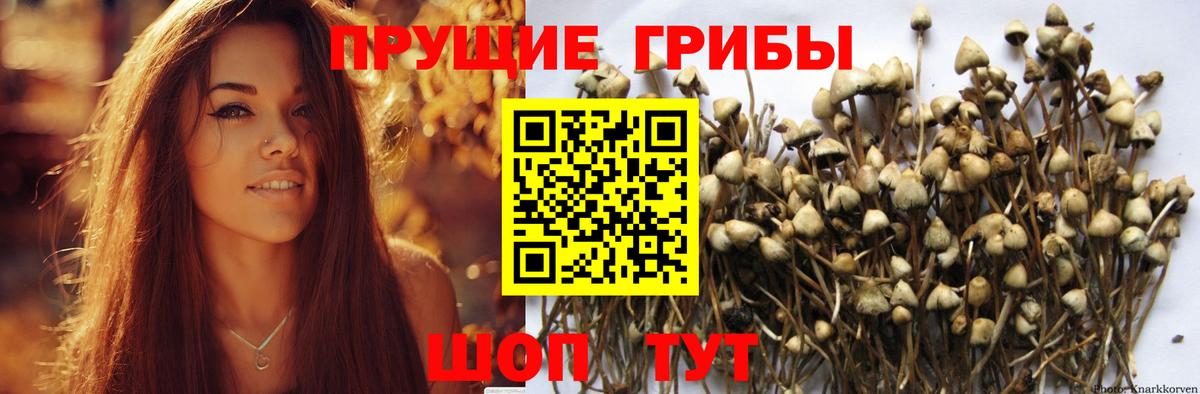 Псилоцибиновые грибы прущие грибы Шумерля